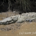 crocodile_american_tar_h_1488_cos2491.jpg